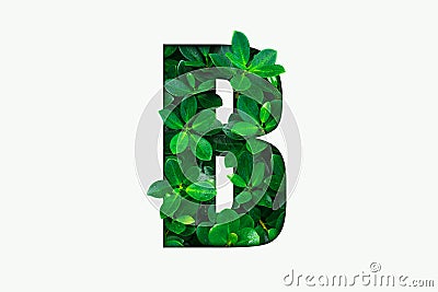 Nature concept alphabet of green leaves in alphabet letter B Stock Photo