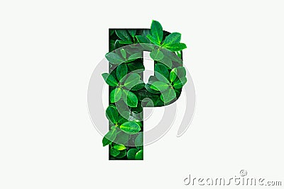 Nature concept alphabet of green leaves in alphabet letter P Stock Photo