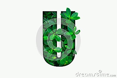 Nature concept alphabet of green leaves in alphabet letter U Stock Photo