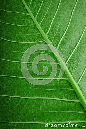 Nature Concept. Closeup of Green Leaf. Freshness by Water Drops. Natural Green Surface Texture Background Stock Photo