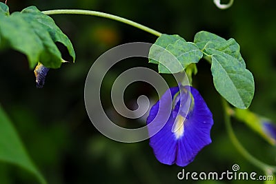 Nature creates beautiful things Stock Photo