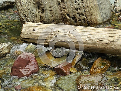 Nature creates its own art in Glacier National Park Stock Photo