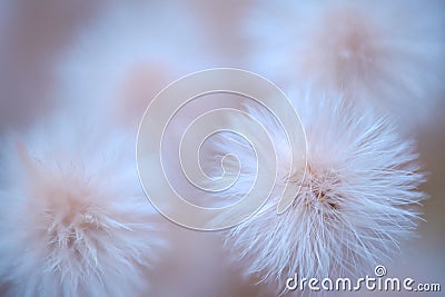 Nature delicate background with white fluffy flower. Stock Photo