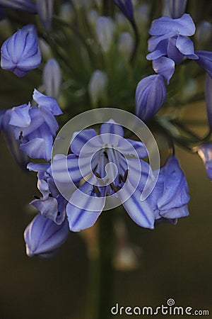 Nature Delicate Purple flowers lily of the Nile Agapanthus green stems. Stock Photo