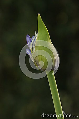 Nature Delicate single Purple lily of the Nile Agapanthus flower bud stem beginning Bloom Stock Photo