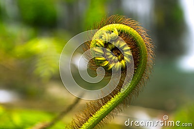 Nature details of fern and Fibonacci series Stock Photo