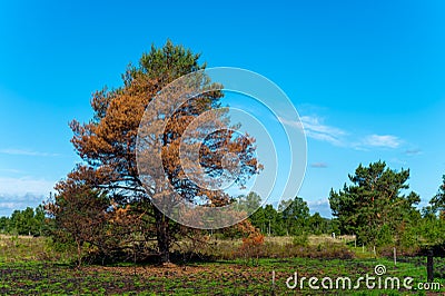 Nature disaster, forest fire in Kempen in North Brabant, Netherlands, recovering of nature after fire Stock Photo