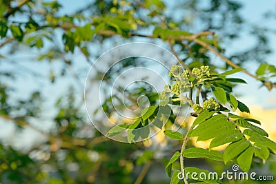 Nature easters background of the young spring leaves Stock Photo