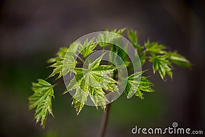 Nature easters background of the young spring leaves Stock Photo
