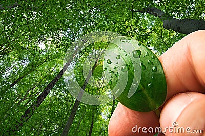 Nature ecology, forest preservation Stock Photo