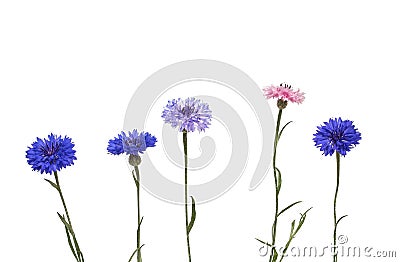 Nature with field colorful flowers cornflowers on a white isolated background Stock Photo