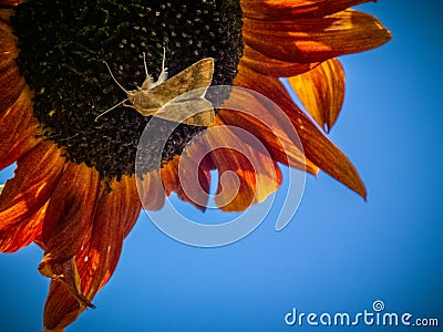 Nature, flora, fauna, sunflower, butterfly Stock Photo