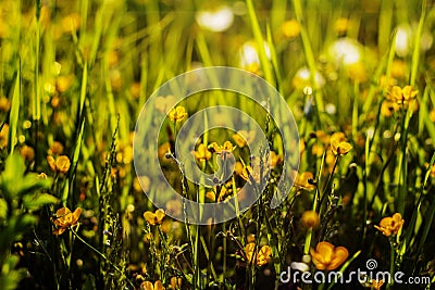 Nature floral background. The flower of the Buttercup acrid,long-term with the name of Stock Photo