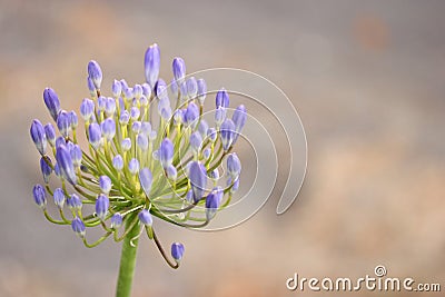 Nature Floral image blooming Purple lily of the Nile Agapanthus flowers light background with copy space Stock Photo