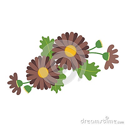 A Nature flower brown daisy Vector Illustration