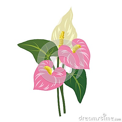 Nature flower pink anthurium flamingo flower Vector Illustration