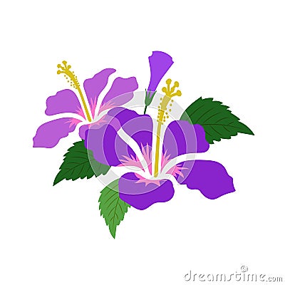 A Nature flower purple hibiscus Vector Illustration