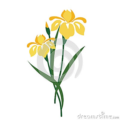 A Nature flower yellow iris Vector Illustration