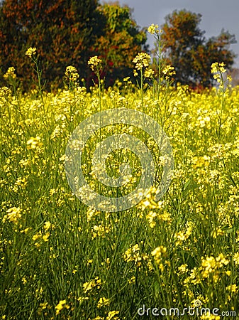 nature flower yellows farm sunlit Stock Photo
