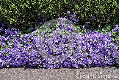 Beautiful violet flowers Campanula Portenschlagiana. Stock Photo