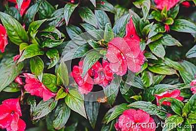 Nature flowers with water drop and leaves Stock Photo