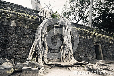 Nature Force at Ta-Prom Castle, Angor Stock Photo