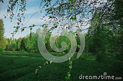 Nature, forest trees sky clouds Stock Photo