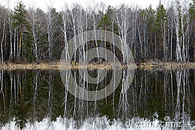 Nature of forests and lakes on the coastline. Reflection of the forest on the water surface. Beautiful landscape of the forest Stock Photo
