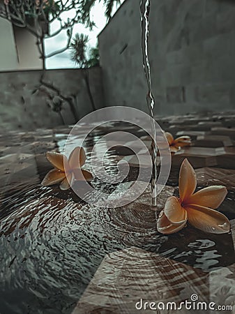 Nature fragipani flower with Fountain water Stock Photo