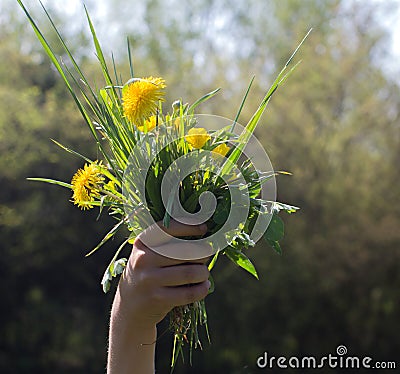 Nature generosity and humanity - child hand for sustainable, local environment Stock Photo