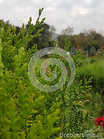 Nature good nature grass landscape best nature Stock Photo