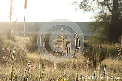 Backlit grasses in the Grand Tetons Stock Photo