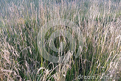 Nature grass field background in The Qilian Mountain Scenic Area Mount Drow in Qinghai China Stock Photo