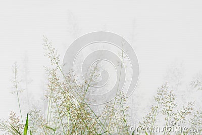 Grass flower on white background Stock Photo