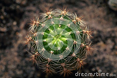 Nature green background, cactus close-up or cacti or cactuses, top view Stock Photo