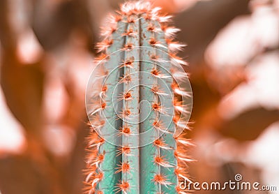 Nature green background, exotic plant, Set Neon Cactus. Minimal Stock Photo