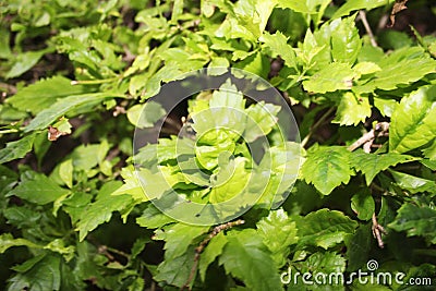 Nature green leaf closeup shot Stock Photo