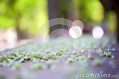 Nature green leaf on the ground with blurred sunny background Stock Photo