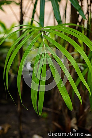 Nature green leaf of lady palm Rhapis exclesa plamae in garden Stock Photo