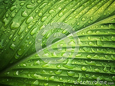 Nature green leaf pattern texture Stock Photo
