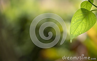 Nature green leaf with water droplets Stock Photo