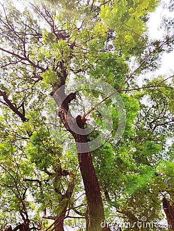 Forest Big Trees, Beautiful Nature, Greenery, Pollution Free Environment, Gujarat, India Stock Photo