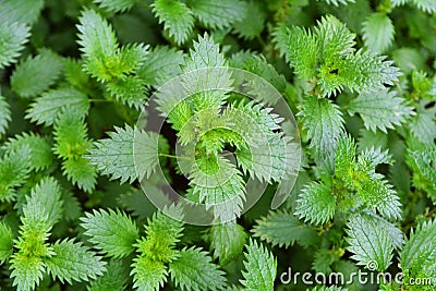 In nature grows stinging nettles Urtica urens Stock Photo