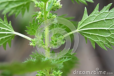 In nature grows stinging nettles Urtica urens Stock Photo