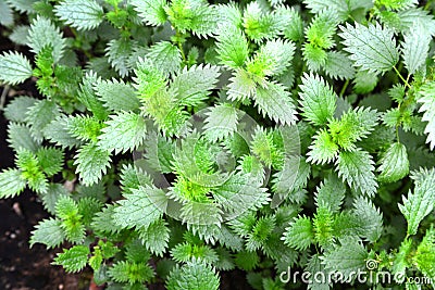 In nature grows stinging nettles Urtica urens Stock Photo