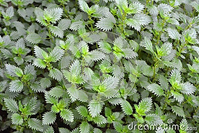 In nature grows stinging nettles (Urtica urens Stock Photo