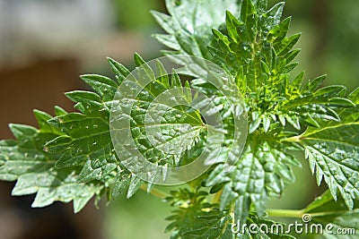 In nature grows stinging nettles (Urtica urens Stock Photo