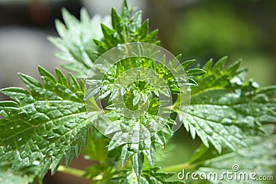 In nature grows stinging nettles (Urtica urens Stock Photo