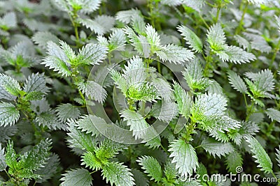 In nature grows stinging nettles (Urtica urens Stock Photo