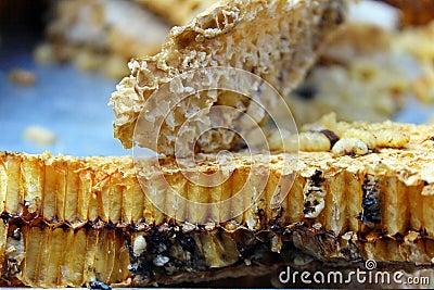 Nature honey comb Stock Photo